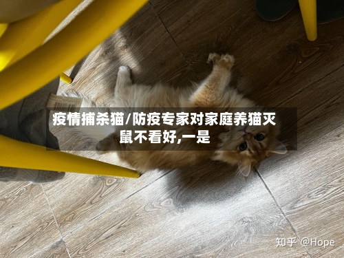 疫情捕杀猫/防疫专家对家庭养猫灭鼠不看好,一是