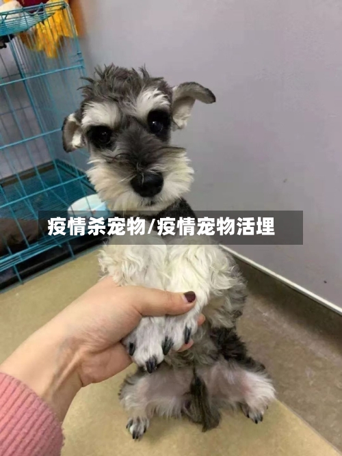 疫情杀宠物/疫情宠物活埋-第2张图片