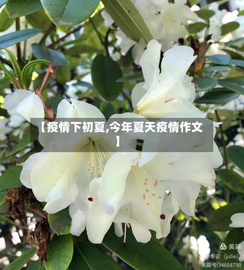【疫情下初夏,今年夏天疫情作文】