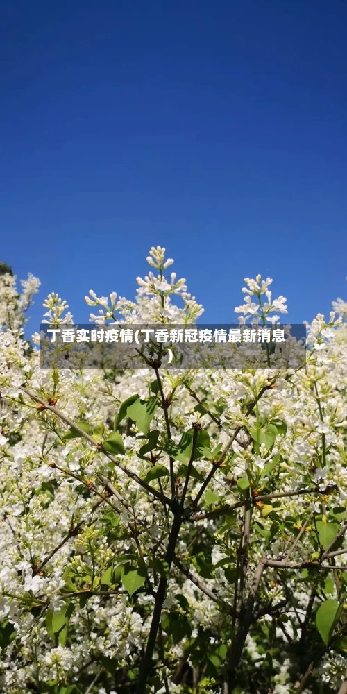 丁香实时疫情(丁香新冠疫情最新消息)