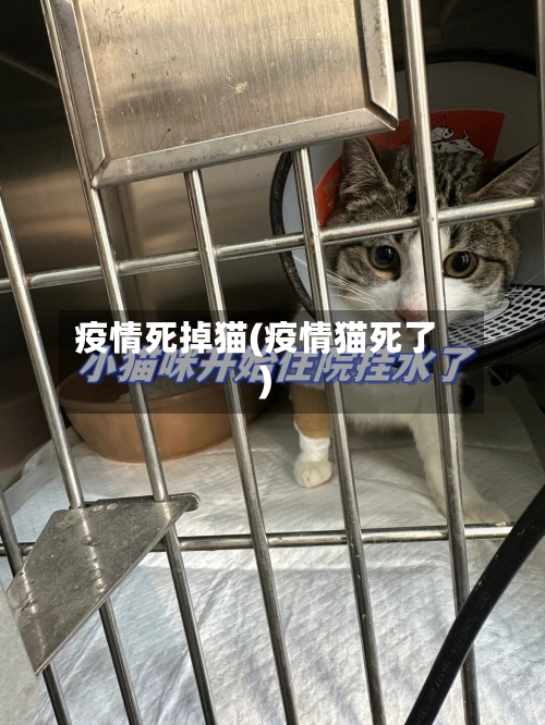 疫情死掉猫(疫情猫死了)
