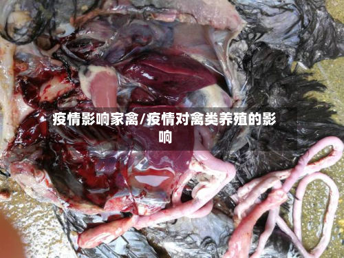 疫情影响家禽/疫情对禽类养殖的影响