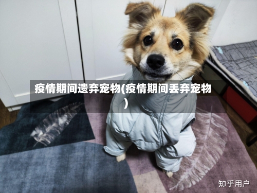疫情期间遗弃宠物(疫情期间丢弃宠物)