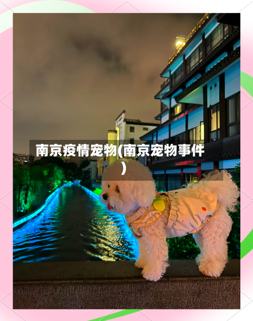 南京疫情宠物(南京宠物事件)-第2张图片