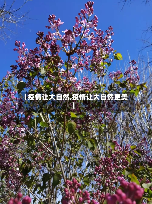【疫情让大自然,疫情让大自然更美】-第3张图片