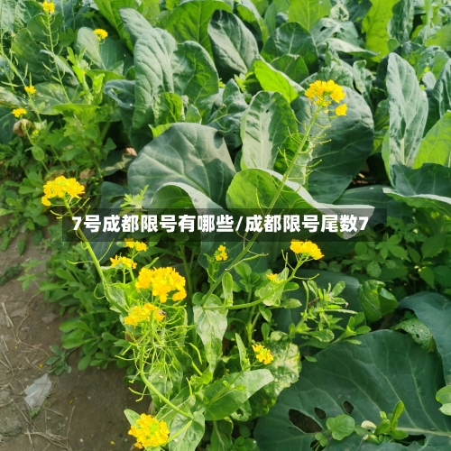 7号成都限号有哪些/成都限号尾数7-第2张图片
